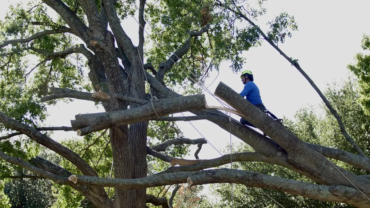 Professional Crown Thinning performed by certified arborists in Spearsville