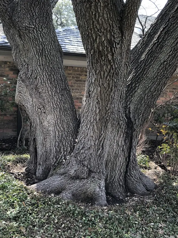Mature heritage tree close to a Spearsville property cared for by certified arborists